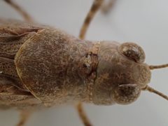 Sphingonotus erythropterus