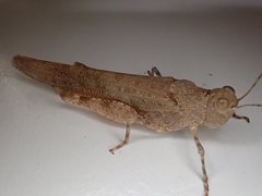Sphingonotus erythropterus