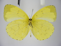Eurema senegalensis