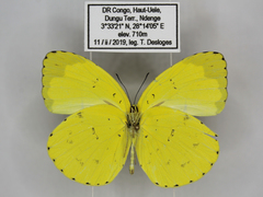 Eurema senegalensis