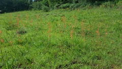 Polianthes geminiflora