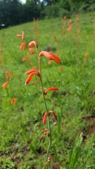 Polianthes geminiflora