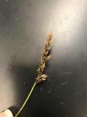 Carex cusickii