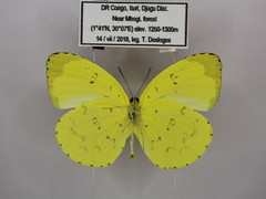 Eurema senegalensis