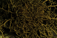 Astrophyton muricatum