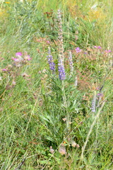 Lupinus leucophyllus