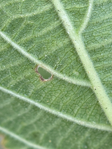 Image of Ruellia occidentalis by (c) Chet Burrier, some rights reserved (CC BY)
