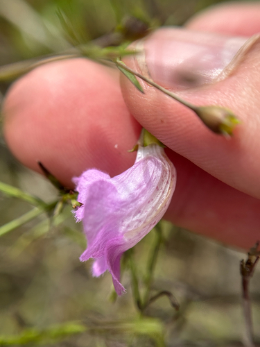 Image of Agalinis strictifolia by (c) Chet Burrier, some rights reserved (CC BY)