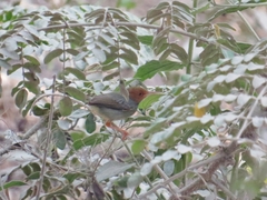 Orthotomus sepium