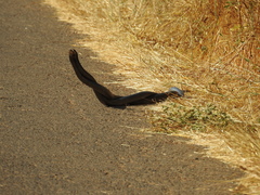 Dolichophis jugularis