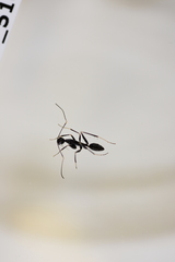 Camponotus hildebrandti
