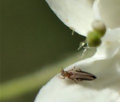 Thripidae