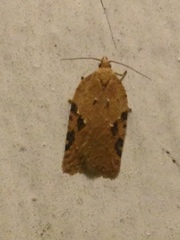 Acleris placidana