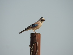 Garrulus glandarius atricapillus