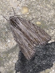 Acronicta lithospila