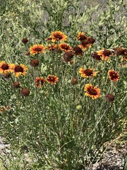 Gaillardia aristata