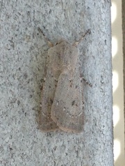 Agrotis vetusta