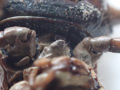 Testudinellia unicolor