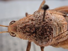 Testudinellia unicolor