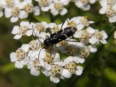 Chlorophorus sartor