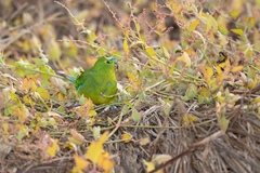 Neophema chrysogaster