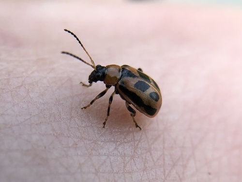 Bean Leaf Beetle photo 6