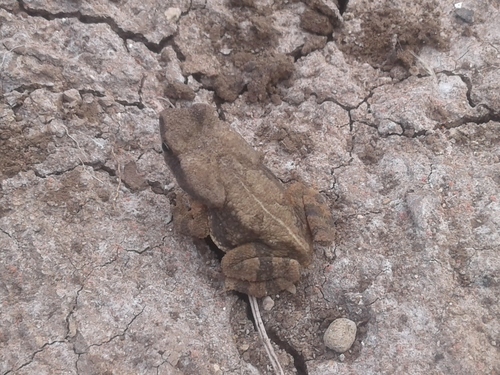 Chirinda Toad