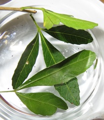 Allophylus natalensis