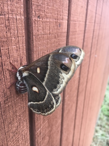 Columbia Silk Moth photo 4