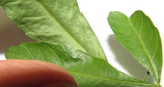 Allophylus natalensis