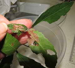 Allophylus natalensis