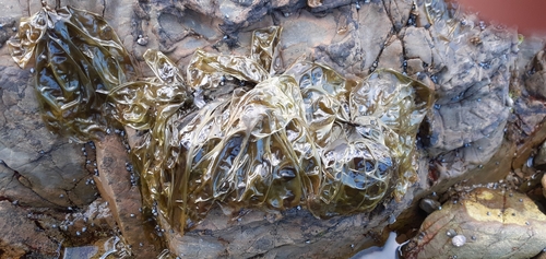 Pyropia columbina observed 2024-09-15
