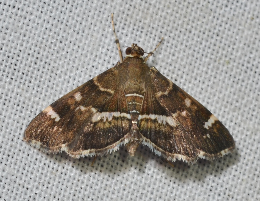 Spotted Beet Webworm Moth