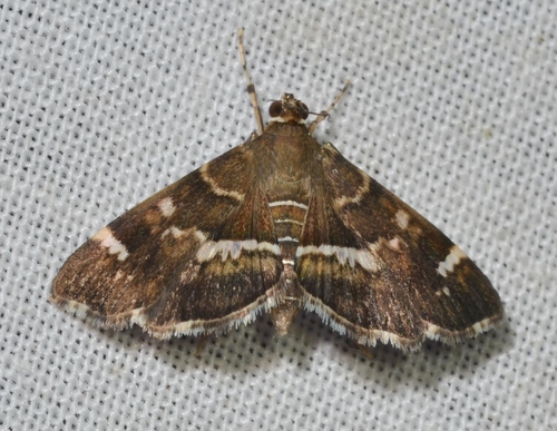 Spotted Beet Webworm Moth