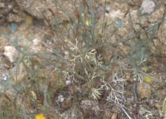 Eschscholzia minutiflora