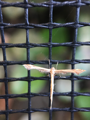 Lantanophaga pusillidactylus