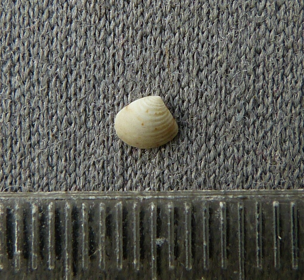 Crassinella adamsi
