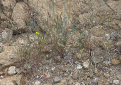 Eschscholzia minutiflora