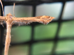 Lantanophaga pusillidactylus