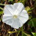 Ipomoea aquatica - Photo (c) Pat Enright, algunos derechos reservados (CC BY-NC), subido por Pat Enright