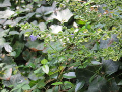 Scutellaria ovata