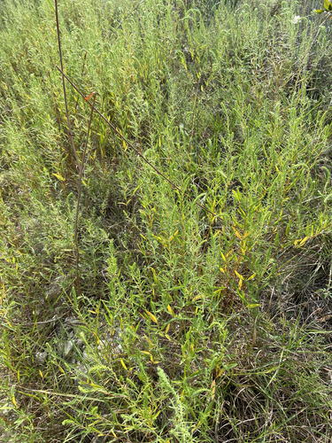 Image of Iva angustifolia by (c) Sam Kieschnick, some rights reserved (CC BY)
