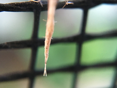 Lantanophaga pusillidactylus