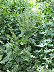 Scutellaria ovata