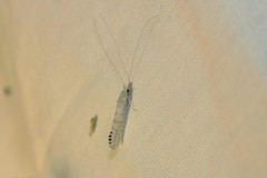 Nectopsyche exquisita