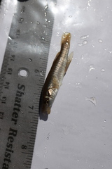Fundulus kansae
