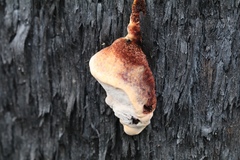 Postia pelliculosa