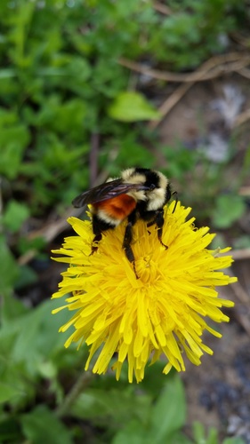 Tricolored Bumble Bee
