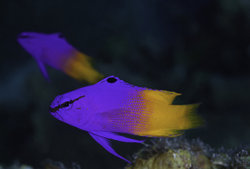 Fairy basslet (Gramma loreto) — Grammatidae — 4
