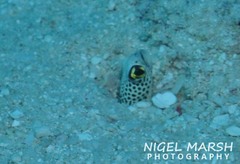 Heteroconger hassi